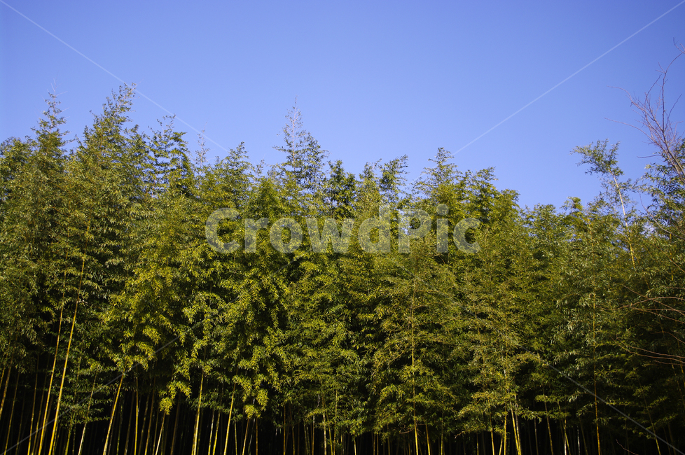 대나무,숲,하늘,댓잎,식물,나무,식물,자연,plants,nature,나무,trees,wood