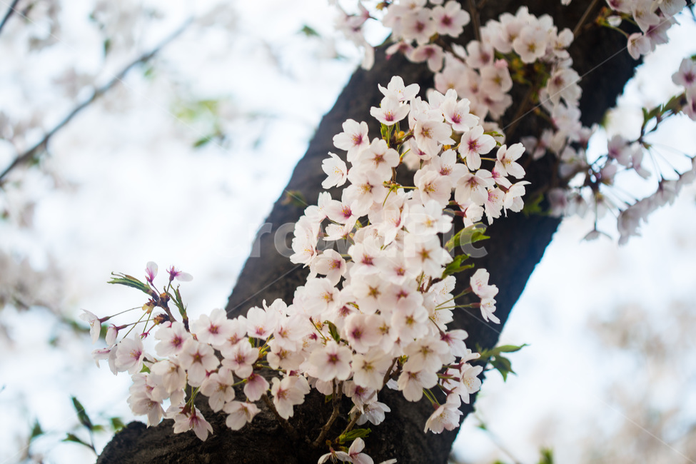 spring,cherryblossoms,pink,warm,분홍색,핑크색,봄,따듯함,plant,식물,cherryblossom,벚꽃,flower,꽃