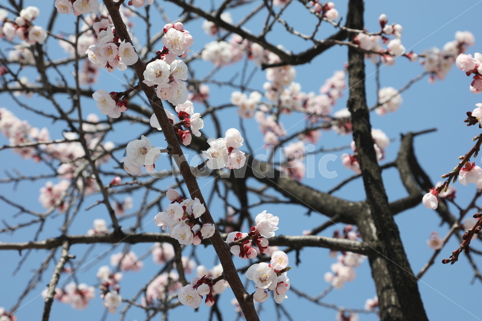벚꽃,봄,꽃,꽃나무,나무,자연,하늘,cherryblossom,flower,tree,sky,spring,nature
