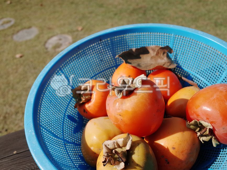 감,가을,파란바스켓,홍시,가을풍경,과일,음식,persimmon,food,fruit