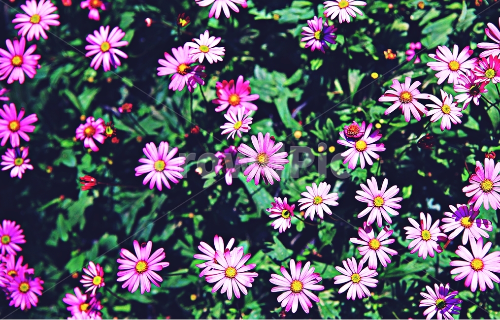 봄꽃,꽃,식물,자연,배경,식물,자연,plants,nature,꽃,flower
