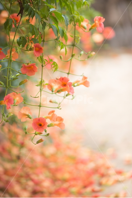 능소화,능소화꽃,꽃,플라워,trumpetcreeper,flower,식물,자연,plants,nature,꽃,flower,감성,sensible,feeling