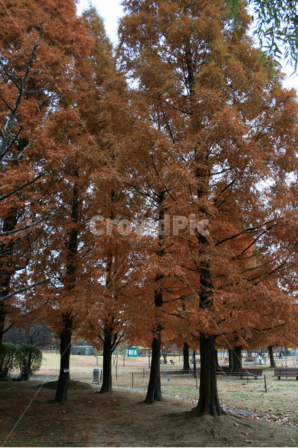 메타세콰이어,낙우송,가을,나뭇잎,단풍,나무,식물,plants,nature,가을,계절,fall,autumn,season,자연,풍경,nature,landscape,한국자연풍경,한국자연경관,korea nature landscape,식물,plants,나무,trees,wood,tree,plant,tree trunk,나무 줄기