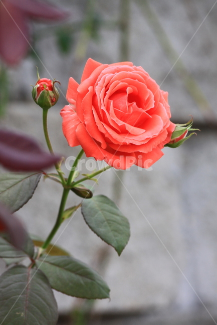 장미,꽃,flower,blossom,식물,rose,plant,식물,자연,plants,nature,꽃,flower