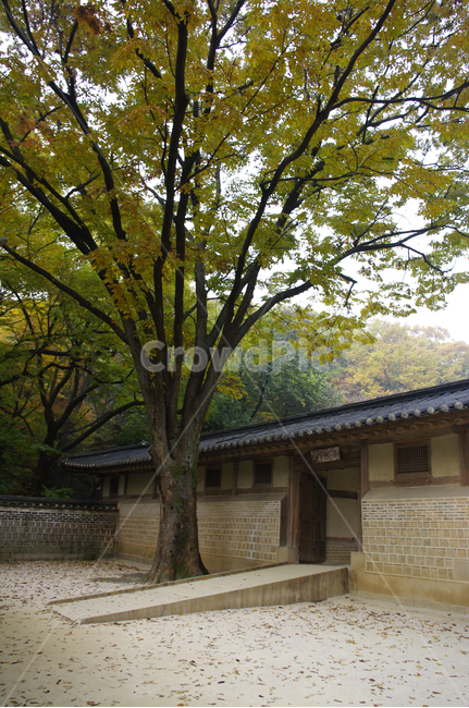 창덕궁,창덕궁후원,고궁,건축,전통건축,traditional,전통,가을,fall,나무,식물,plant,단풍,잎,낙엽,가을,계절,fall,autumn,season,한국전통,한국문화,korean traditional,korean culture,건축물,건물외관,exterior,building,structure,architecture,construction,tree,tree trunk,나무 줄기