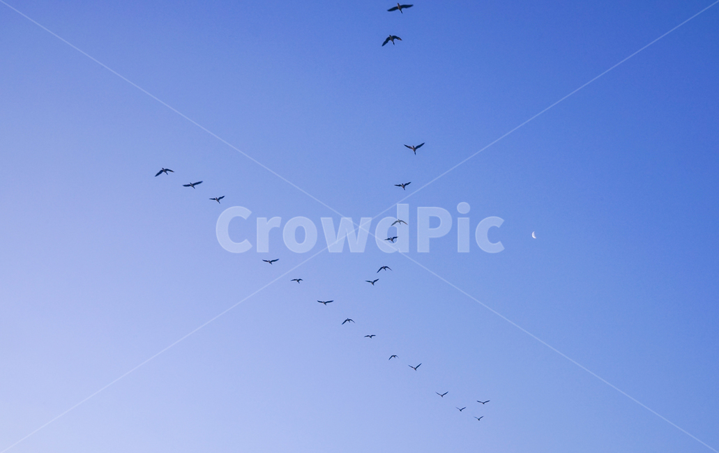 새,조류,철새,겨울철새,동물,비행,떼,감성,하늘,동물,animal,조류,새,birds