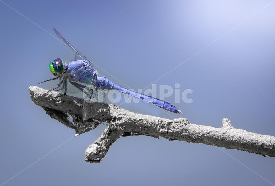 insect,곤충,dragonfly,잠자리,branch,동물,animal,곤충,벌레,insect,bug