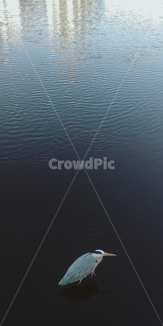 animal,동물,bird,새,water,물,outdoors,옥외,학,강,lake,river,opposition,반대,두루미,반사,거울