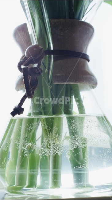 화병,vase,물꽂이,줄기,식물,plant,녹색,green,자연