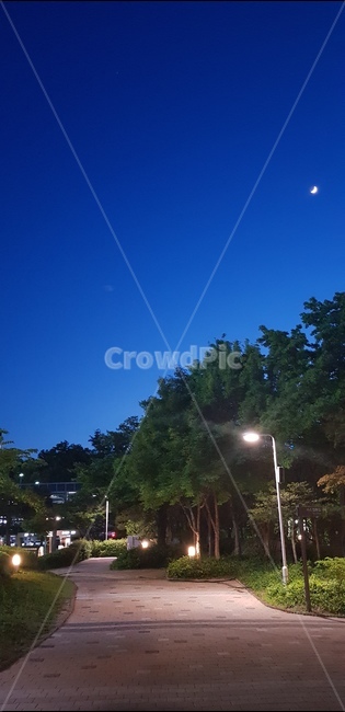 초승달,밤하늘,산책로,오후8시,sunset,삼성서울병원,저녁하늘,조명,야경,밤,풍경,nightscape,night,landscape,tree,나무,plant,식물