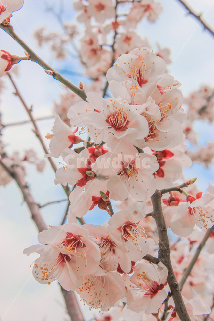 봄,벚꽃,매화,꽃,분홍,핑크,색깔,색감,색상,spring,cherryblossom,blossom,flower,pink,color,plants,봄,계절,spring,season,식물,자연,plants,nature,꽃,flower