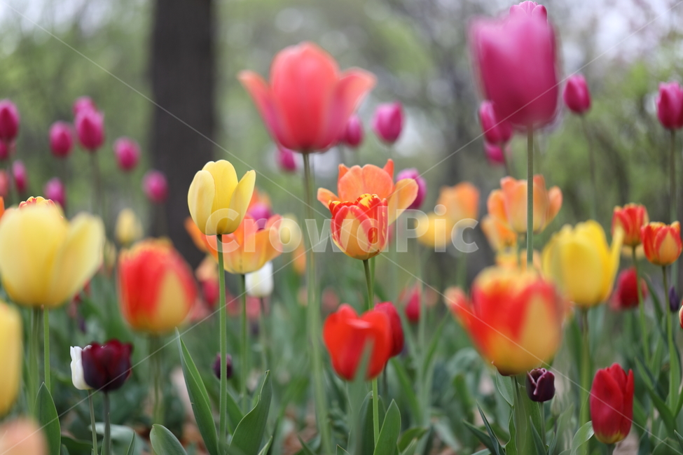 꽃,꽃밭,꽃길,봄날,튤립,봄,공원,자연,계절,풍경,색깔,flower,tulips,tulip,spring,field,park,season,landscape,colors,colorful,nature,봄,계절,spring,season,식물,자연,plants,nature,꽃,flower,plant,blossom