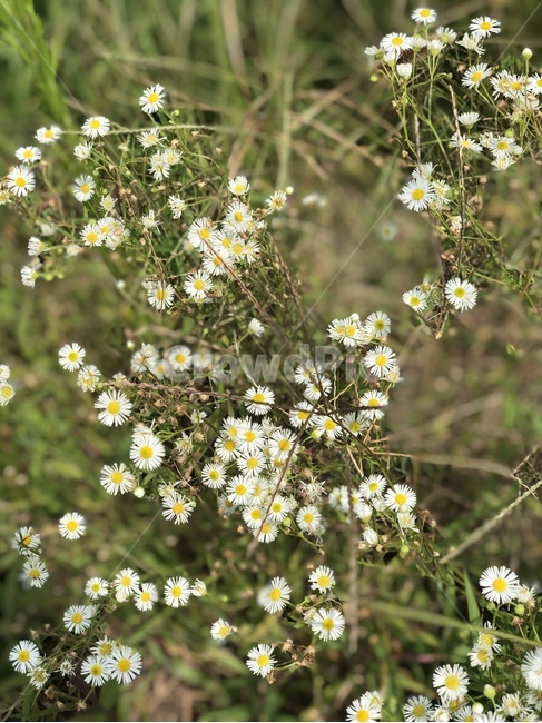 식물,화분,꽃,flower,자연,배경
