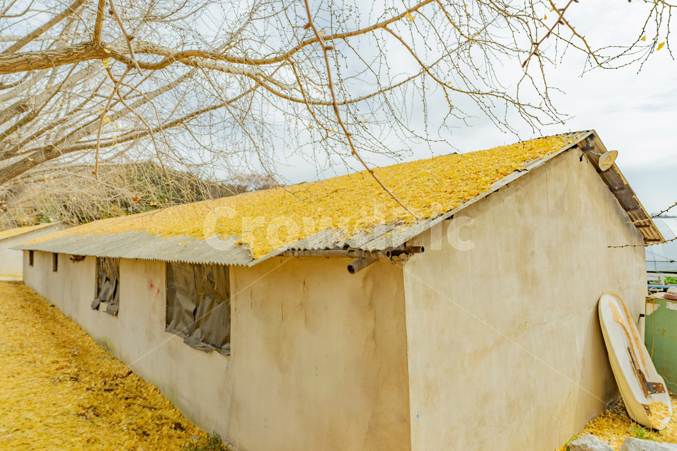 슬레이트지붕,지붕,은행잎,은행,슬레이트,시골,시골풍경,가을,계절,fall,autumn,season,시골,마을,풍경,landscape,country,rural,town