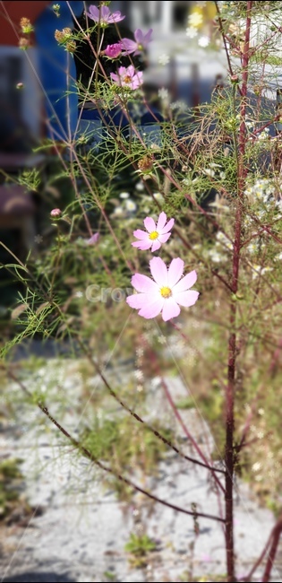 가을꽃,코스모스,가을날,화단,꽃,식물,정원,식물,자연,plants,nature,꽃,flower