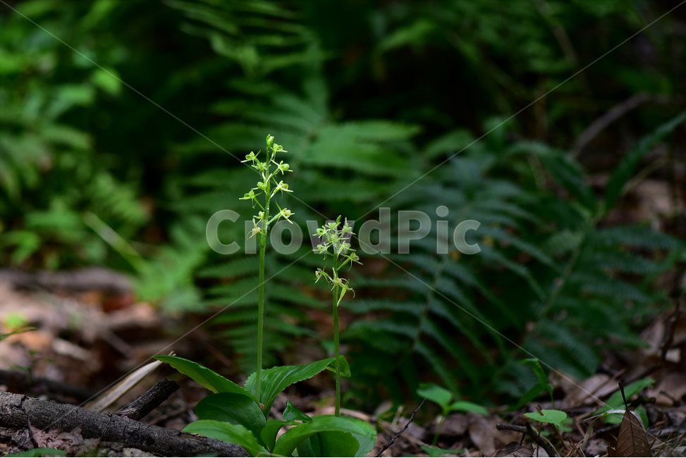 옥잠난초,야생화,꽃,식물,자연,생태,플라워,flower,plants,nature,식물,자연,plants,nature