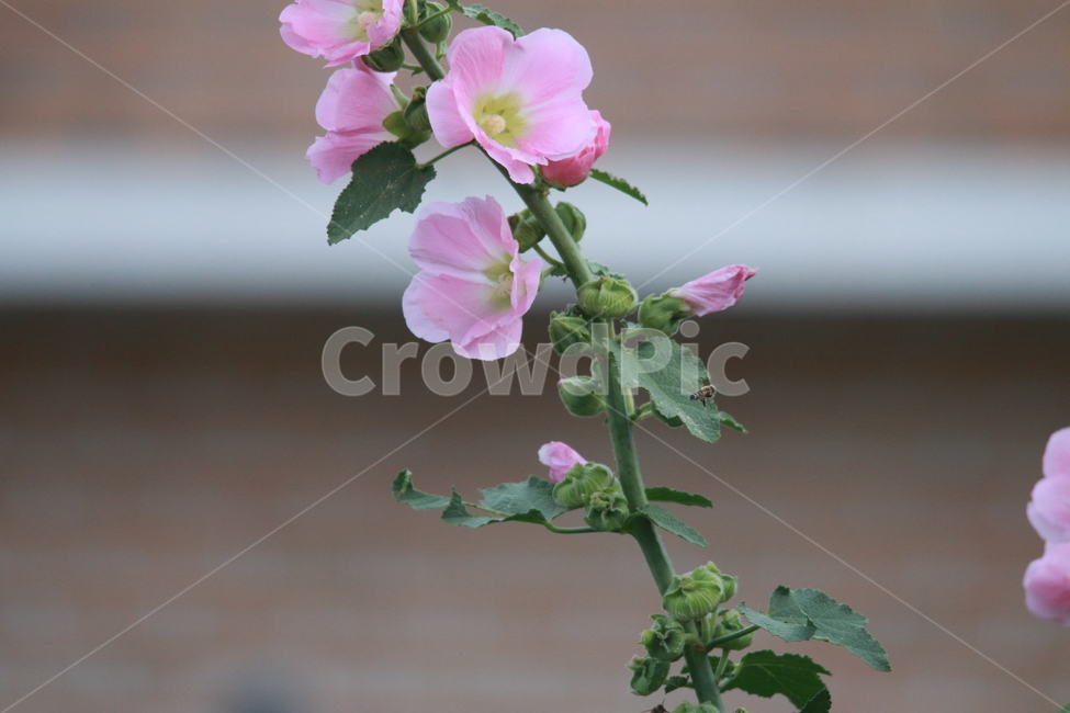 우중출사,휴식,접시꽃,물방울,꿀벌,풍요,장마,소강상태,식물,자연,plants,nature,꽃,flower