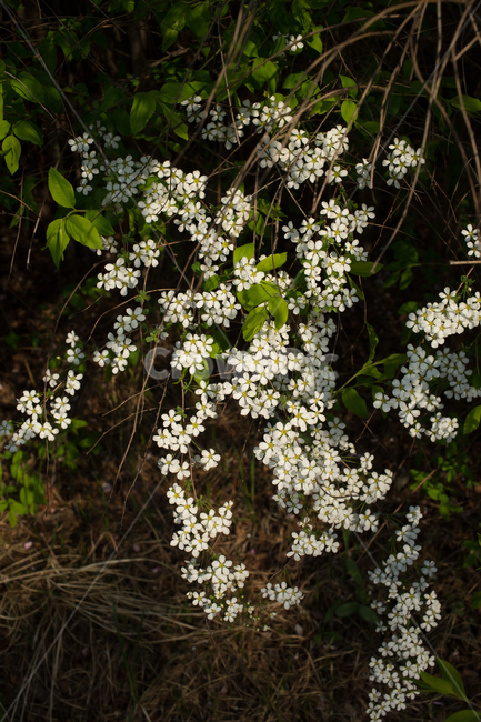 조팝나무,꽃,꽃잎,자연,식물,flower,식물,자연,plants,nature