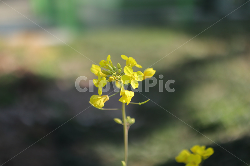 꽃,노란색,식물,화분,유채꽃,산뜻한,식물,자연,plants,nature,꽃,flower