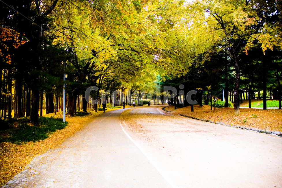 풍경,산책길,산책,길,호수,노을,가을,계절,fall,autumn,season,자연,풍경,nature,landscape,tree,나무,plant,식물