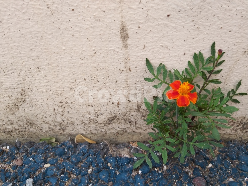 꽃,담,서광꽃,wall,flower,식물