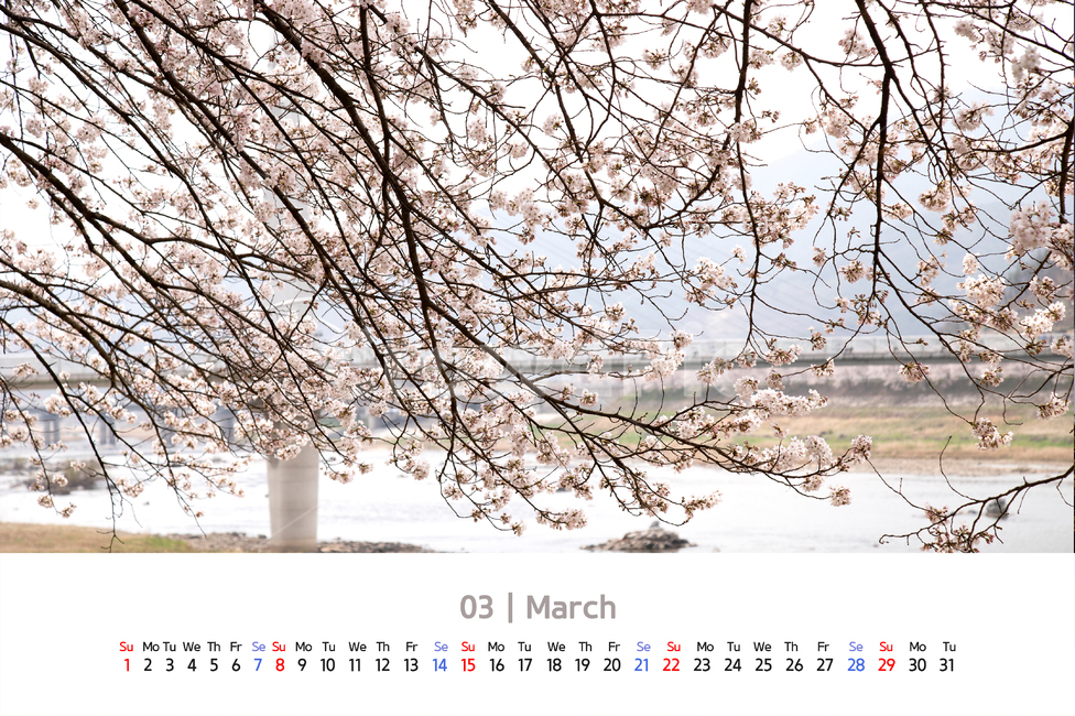 꽃,배경,벚꽃,하늘,나무,꽃잎,구름,야외,자연,봄,시즌,계절,군락,꽃피다,나뭇가지,나무가지,가로수,꽃구경,활짝,만개,강변,다리,풀,교량,카렌다,2020,2020년,3월