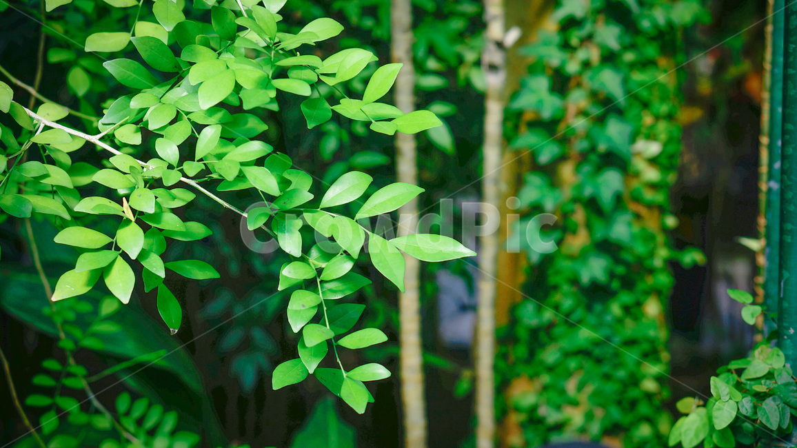 잎,잎사귀,초록잎,초록,풀잎,자연,nature,leaf,green,color,식물,자연,plants,nature