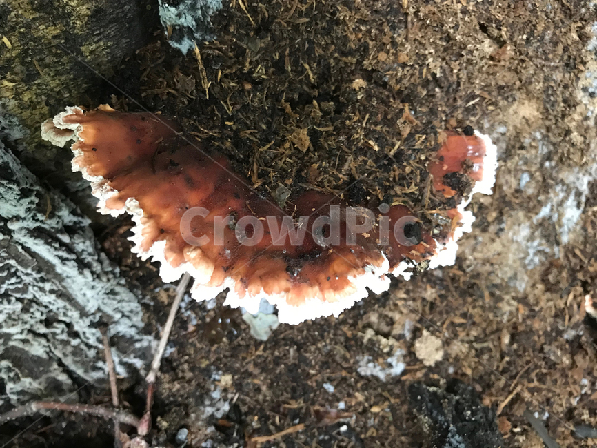 버섯,mushroom,식물,plants,자연,nature,버섯,mushroom
