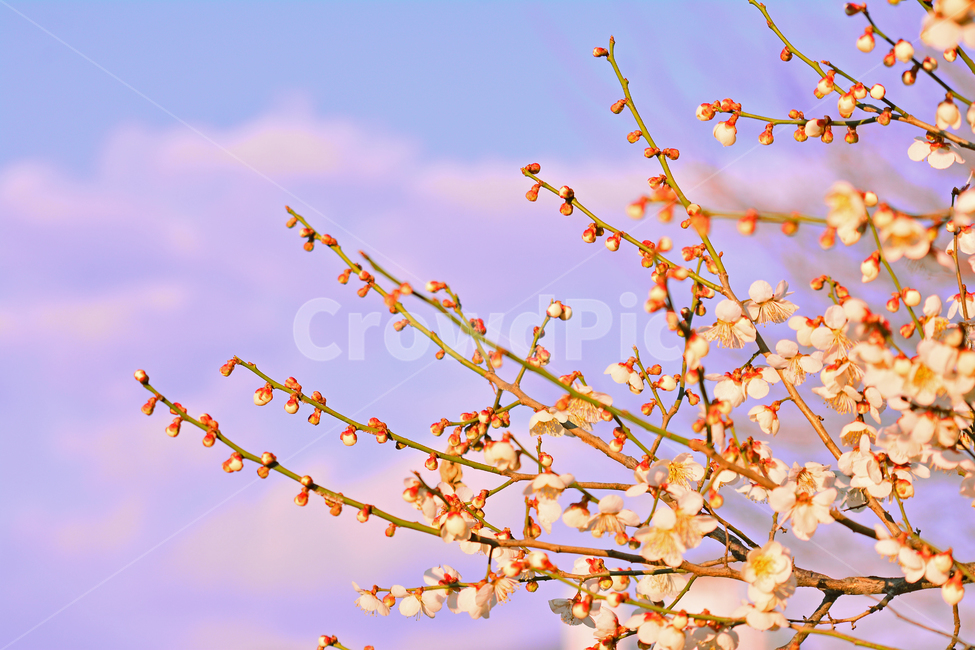 봄꽃,살구꽃,매화꽃,시즌,꽃,계절,플라워,flowers,season,배경,바탕,백그라운드,야외,옥외,아웃도어,plant,식물,봄,계절,spring,season,식물,자연,plants,nature,꽃,flower