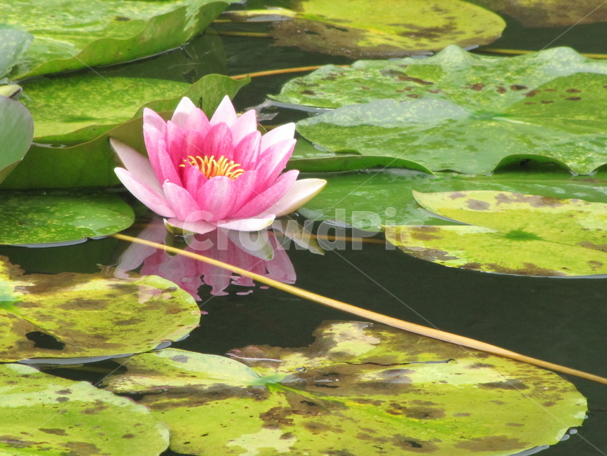 plant,식물,flower,blossom,꽃,연꽃,연못,핑크,분홍꽃