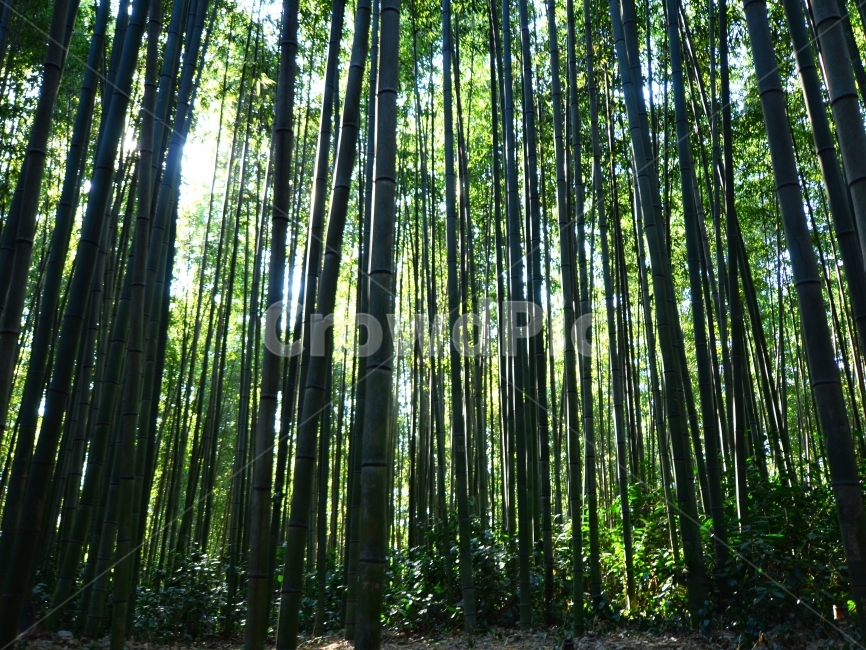 담양,죽녹원,대나무,대나무숲,나무,숲,자연,풍경,nature,landscape,식물,plants,휴식,힐링,rest,relaxation,healing,plant,bamboo