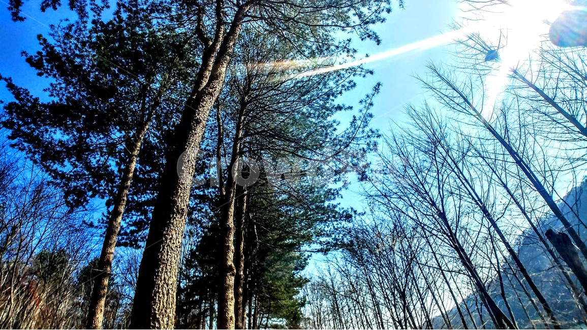 자연,풍경,나무,하늘,빛,자연,풍경,nature,landscape,식물,plants,나무,trees,wood,tree,plant,light,flare,플레어,tree trunk,나무 줄기