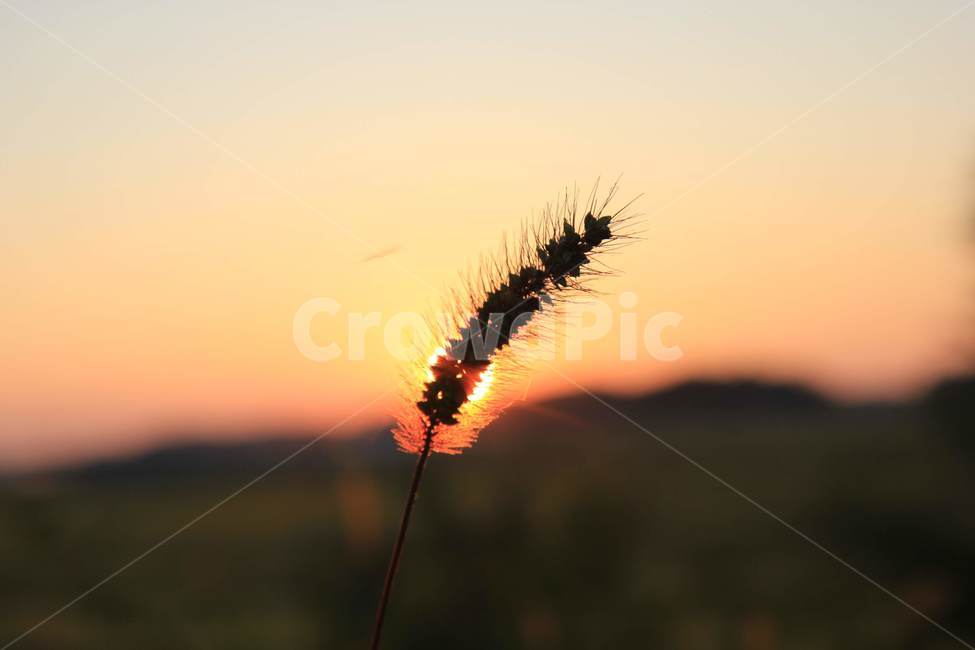 가을,강아지풀,감성,sunset,일몰,autumn,자연,nature,mackerel,가을,계절,fall,autumn,season,식물,자연,plants,nature,grass,잔디,plant,lawn,reed,갈대