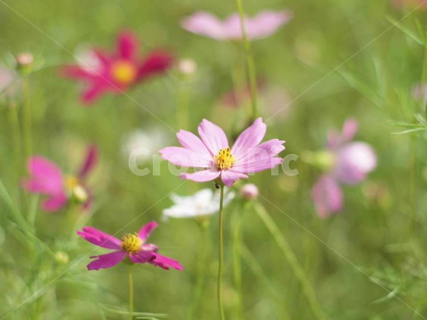 코스모스,가을,꽃,blossom,flower,데이지,식물,plant,식물,자연,plants,nature,꽃,flower
