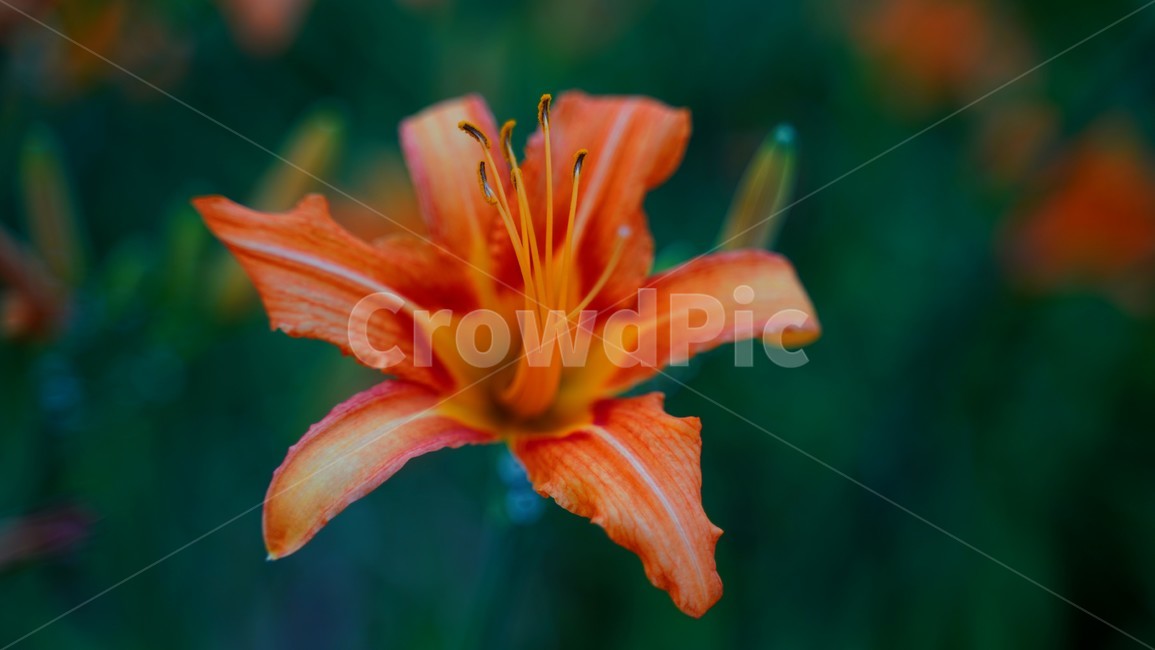 불꽃나리,꽃,접사,정원,여름꽃