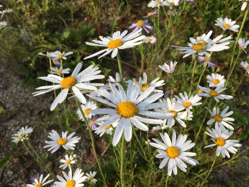 plant,식물,꽃,blossom,데이지,식물,자연,plants,nature