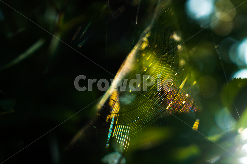 거미,거미줄,거미집,곤충,숲,숲속,자연,자연,풍경,nature,landscape