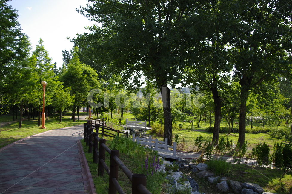 공원,식물,나무,신록,plant,자연,풍경,nature,landscape,tree