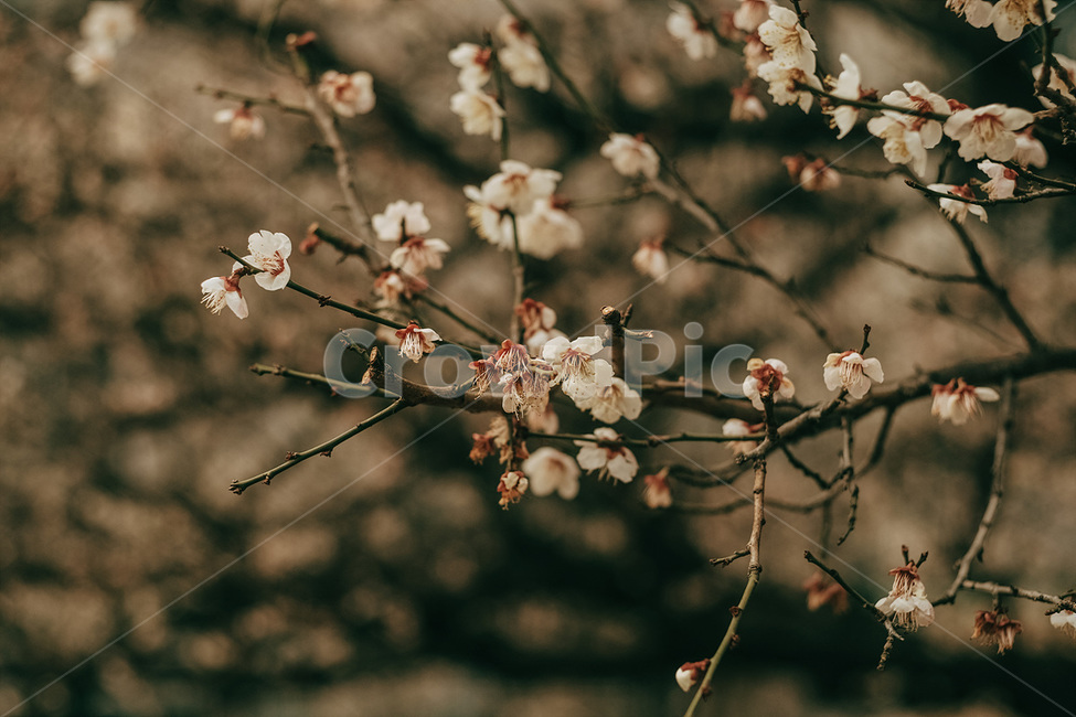 자연,매화,꽃,봄,매화꽃,spring,flower,nature,식물,plant,봄,계절,spring,season,식물,자연,plants,nature,꽃,flower