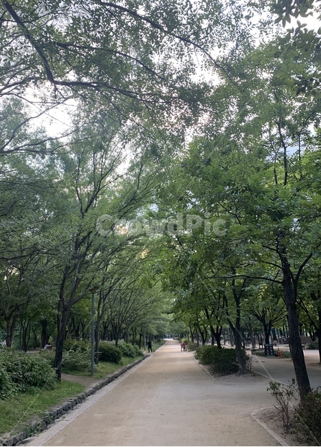 garden,옥외,정원,outdoors,길,숲,나무,tree,자연,nature