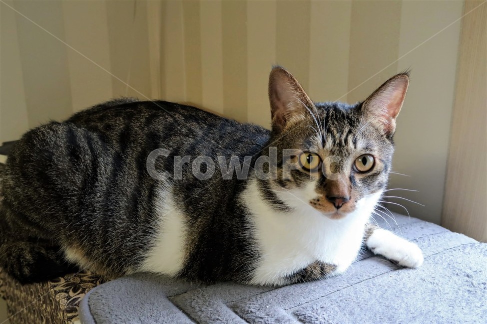 고양이,집고양이,고양이눈,캣,고양이귀,cat,동물,animal,포유류,mammal,고양이,cat,kitten,kitty