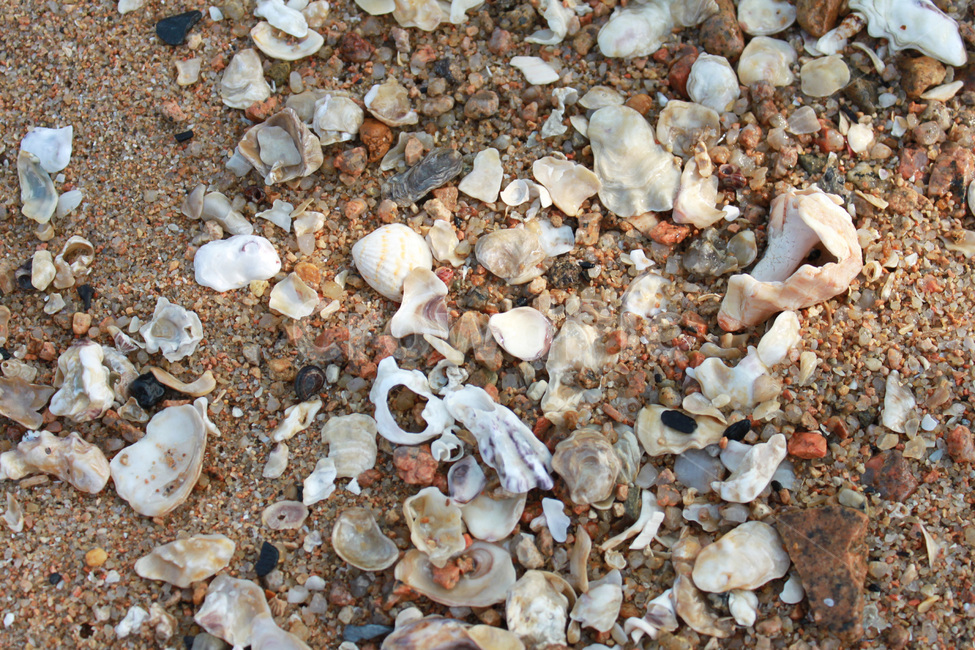 바다,모래사장,조개,조개껍질,풍경,여름,sand,view,ashell,sandybeach,summer