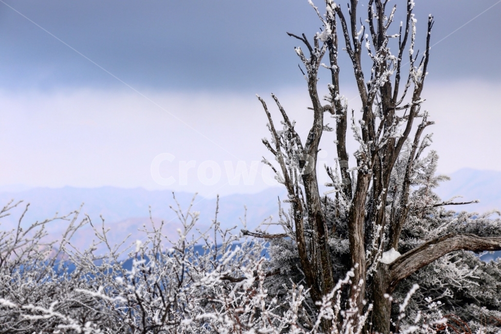 gangwondo,mountains,sanggodae,snow flower,tree,winter,yew,taebaeksan,winter mountain,snow,winter hiking,janggunbong,yew tree