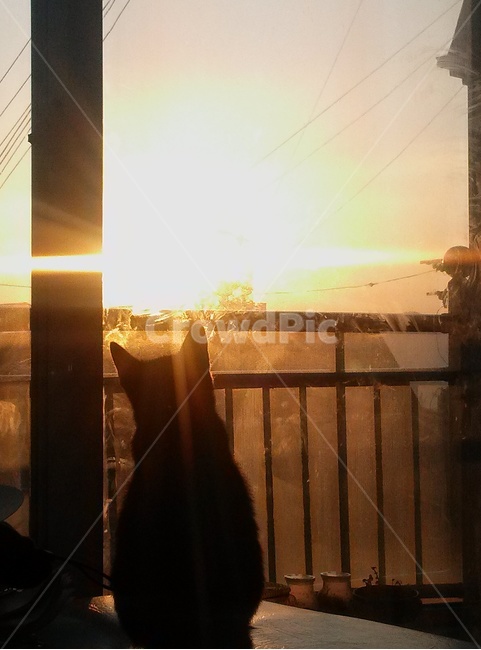 cat,sunset,thinking cat