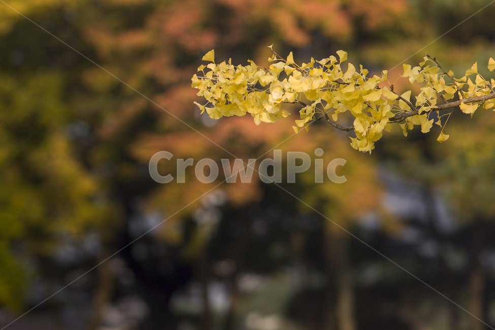 가을,은행잎,노랑,감성,자연,가을,계절,fall,autumn,season,plant,식물