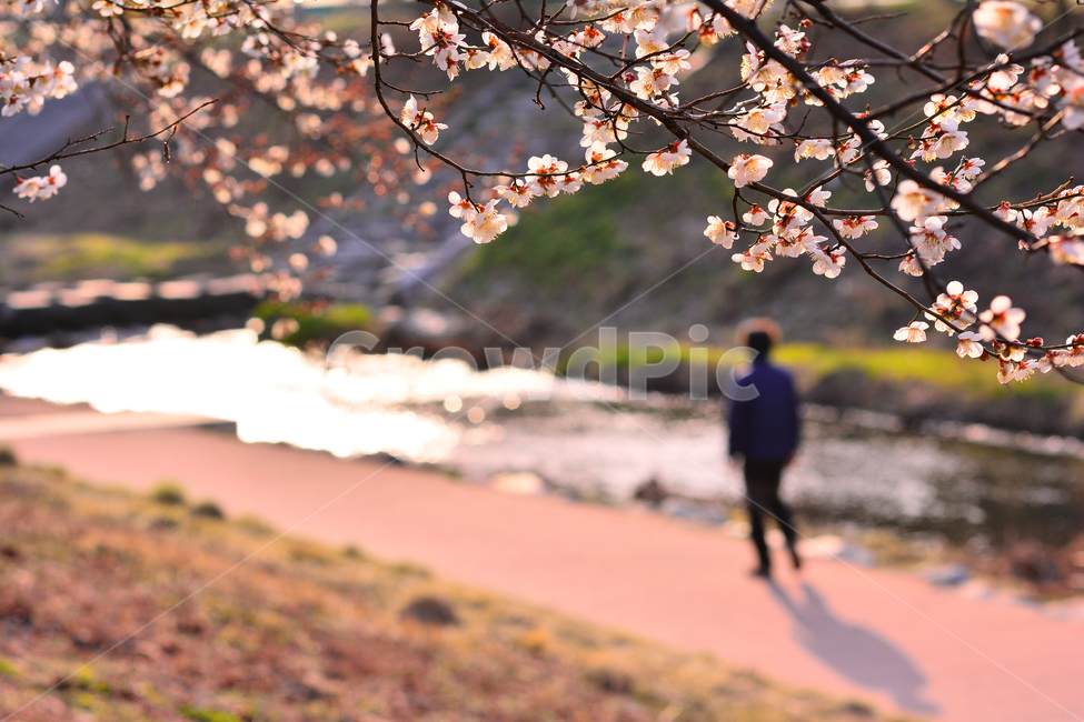 flowers,By the stream,apricot flower,Spring background,March,picnic,flower road,april,spring,trail,small river,healing,alone,background,person,sight,season,plum blossom,walk