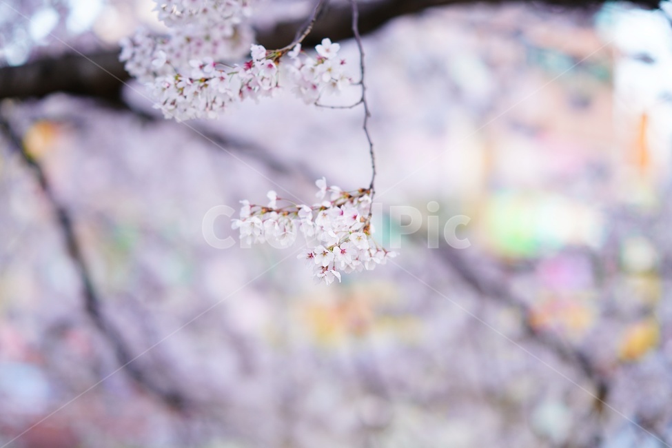꽃,나무,벚꽃,flower,식물,blossom