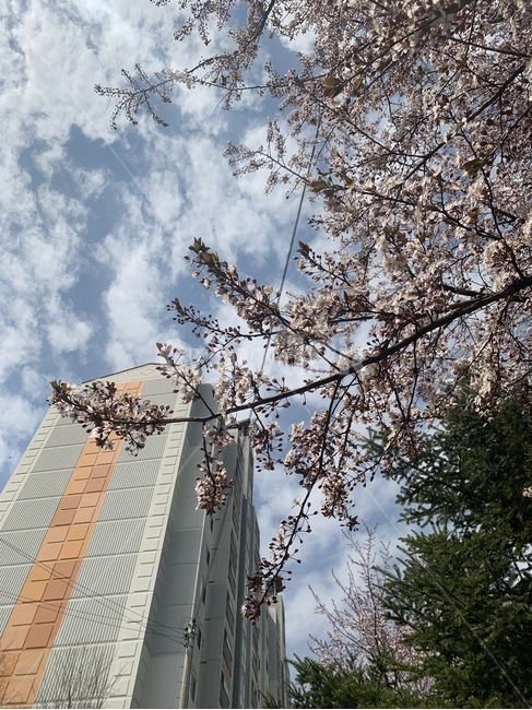 꽃,벚꽃,계절,봄,하늘,봄,계절,spring,season,plant,식물