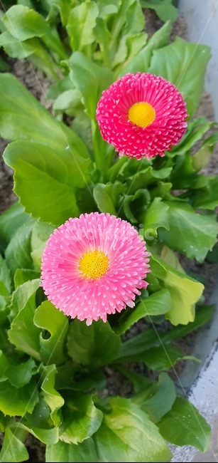 꽃,식물,plant,blossom,분홍꽃