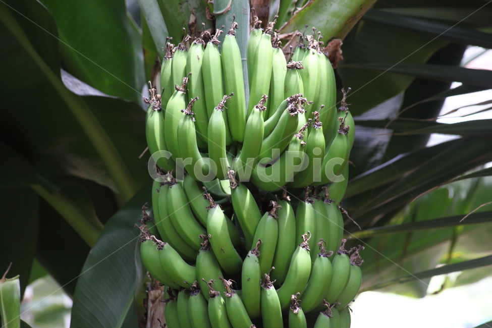 식물,fruit,과일,바나나,banana,과일,열매,fruit